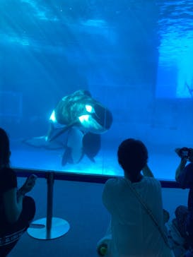 名古屋港水族館に投稿された画像（2021/8/10）