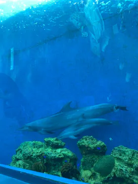 横浜・八景島シーパラダイスに投稿された画像（2021/8/10）