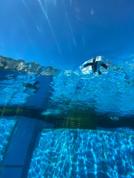 横浜・八景島シーパラダイスに投稿された画像（2021/8/10）