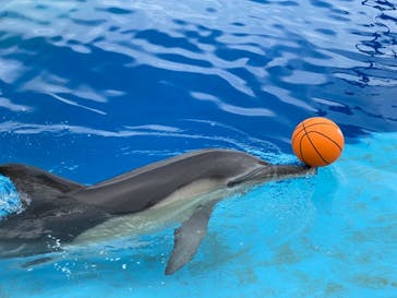 大分マリーンパレス水族館 「うみたまご」に投稿された画像（2021/8/11）