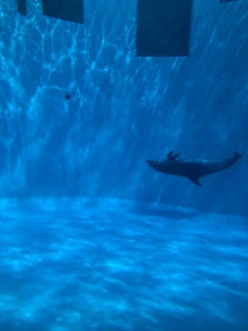 名古屋港水族館に投稿された画像（2021/8/11）