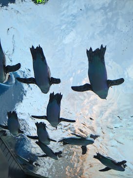 サンシャイン水族館に投稿された画像（2021/8/11）