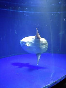 サンシャイン水族館に投稿された画像（2021/8/11）