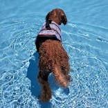 わんダフルネイチャーヴィレッジに投稿された画像（2021/8/11）