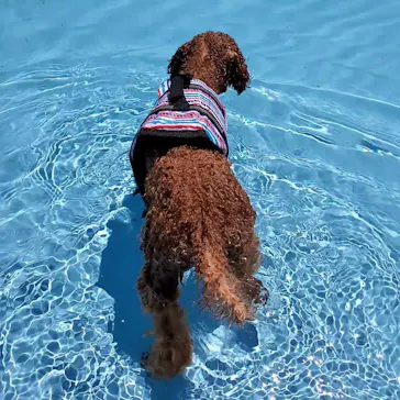 わんダフルネイチャーヴィレッジに投稿された画像（2021/8/11）