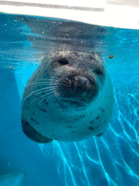 鳥羽水族館に投稿された画像（2021/8/11）