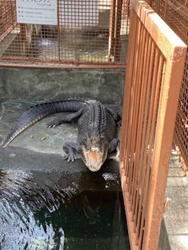 熱川バナナワニ園に投稿された画像（2021/8/11）