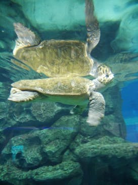 名古屋港水族館に投稿された画像（2021/8/11）