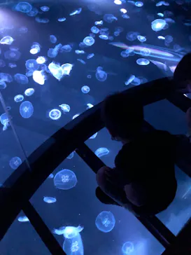 すみだ水族館に投稿された画像（2021/8/11）