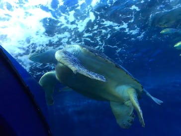 しながわ水族館に投稿された画像（2021/8/11）