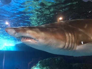 しながわ水族館に投稿された画像（2021/8/11）