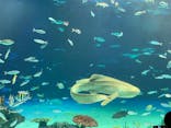 サンシャイン水族館に投稿された画像（2021/8/11）
