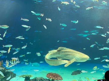 サンシャイン水族館に投稿された画像（2021/8/11）