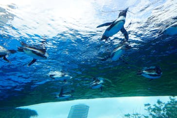 サンシャイン水族館に投稿された画像（2021/8/11）