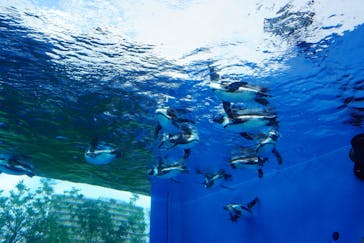 サンシャイン水族館に投稿された画像（2021/8/11）