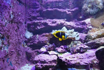 サンシャイン水族館に投稿された画像（2021/8/11）