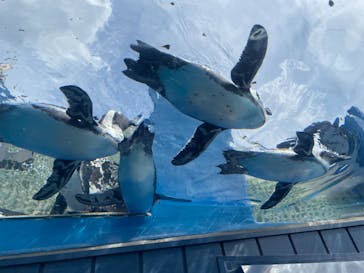 サンシャイン水族館に投稿された画像（2021/8/11）