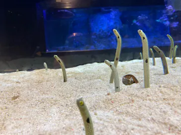 すみだ水族館に投稿された画像（2021/8/11）