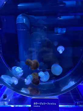 すみだ水族館に投稿された画像（2021/8/11）