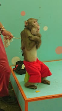 おさるランド＆アニタウン　日光さる軍団劇場に投稿された画像（2021/8/11）