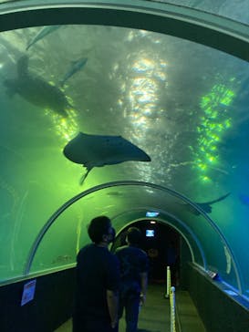 串本海中公園水族館に投稿された画像（2021/8/11）