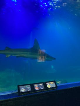 串本海中公園水族館に投稿された画像（2021/8/11）