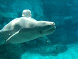 名古屋港水族館に投稿された画像（2021/8/11）