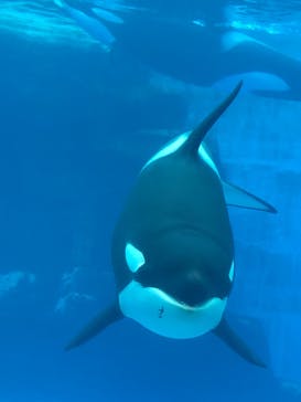 名古屋港水族館に投稿された画像（2021/8/11）