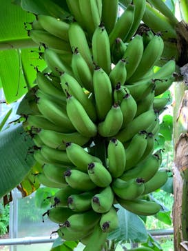 熱川バナナワニ園に投稿された画像（2021/8/11）