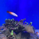 新江ノ島水族館に投稿された画像（2021/8/11）