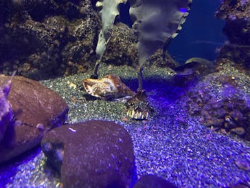 新江ノ島水族館に投稿された画像（2021/8/11）