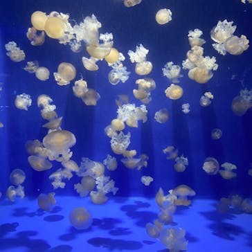 新江ノ島水族館に投稿された画像（2021/8/11）