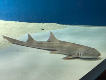 マクセル アクアパーク品川に投稿された画像（2021/8/11）