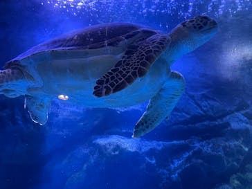 マクセル アクアパーク品川に投稿された画像（2021/8/11）