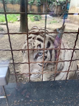 群馬サファリパークに投稿された画像（2021/8/11）