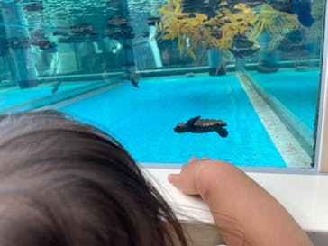 名古屋港水族館に投稿された画像（2021/8/11）