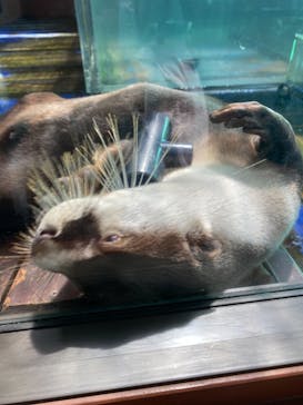 ゼロ距離水族館 伊勢シーパラダイスに投稿された画像（2021/8/11）