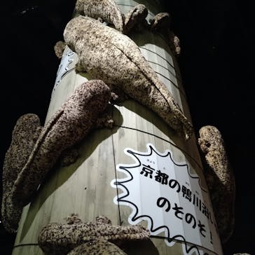 京都水族館に投稿された画像（2021/8/11）