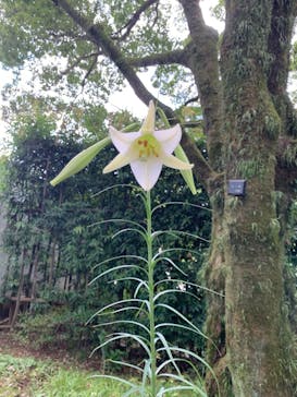 江戸東京たてもの園に投稿された画像（2021/8/11）