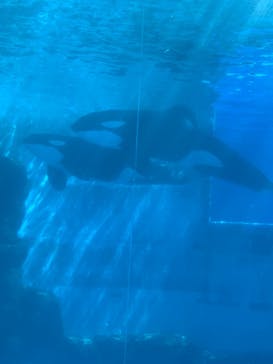 名古屋港水族館に投稿された画像（2021/8/11）