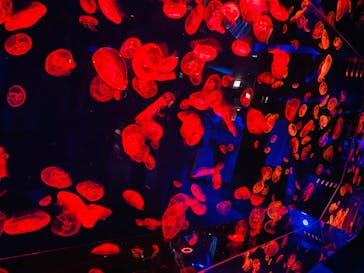 名古屋港水族館に投稿された画像（2021/8/11）