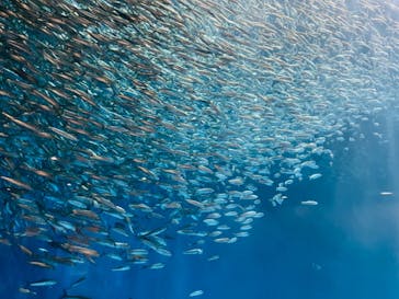 名古屋港水族館に投稿された画像（2021/8/11）