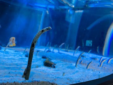 名古屋港水族館に投稿された画像（2021/8/11）