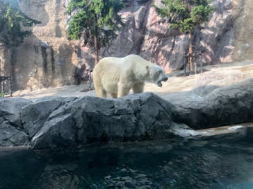 旭川市旭山動物園に投稿された画像（2021/8/11）