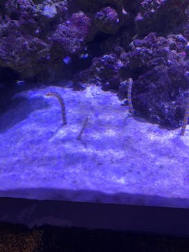 マクセル アクアパーク品川に投稿された画像（2021/8/11）