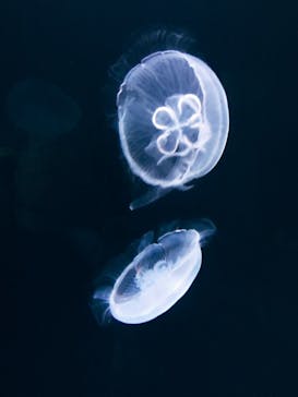 サンシャイン水族館に投稿された画像（2021/8/11）