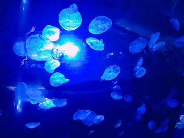 サンシャイン水族館に投稿された画像（2021/8/11）