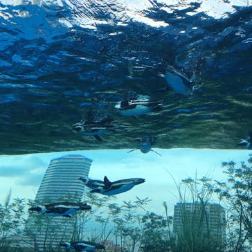 サンシャイン水族館に投稿された画像（2021/8/11）