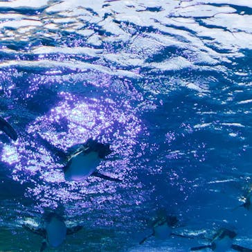 サンシャイン水族館に投稿された画像（2021/8/11）