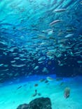 サンシャイン水族館に投稿された画像（2021/8/11）